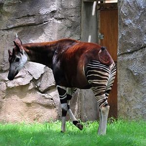 Okapi