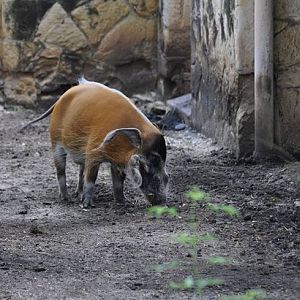 Red River Hog