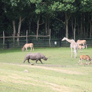 Africa - Rothschild's giraffe, Common eland and Eastern black rhinoceros