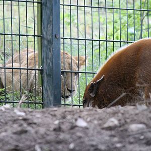 Africa - Lion and Red river hog