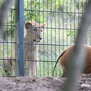 Africa - Lion and Red river hog