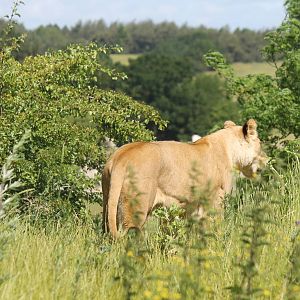 Africa - Part of Lion enclosure