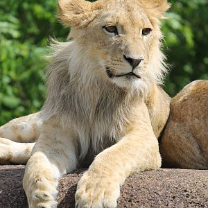 Africa - Lion