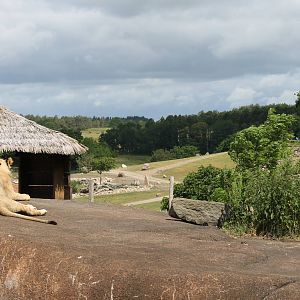 Africa - Part of Lion enclosure