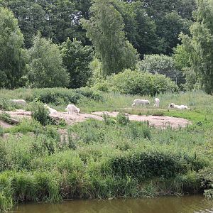 North-America - Wolf enclosure
