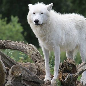 North-America - "Arctic wolf"