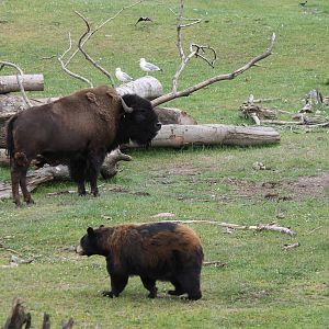 North-America - American bison and American black bear