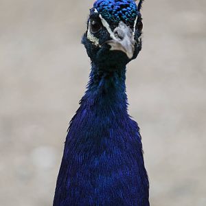 Asia - Blue peafowl