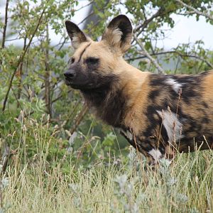 Africa - African wild dog