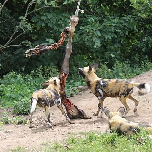 Africa - African wild dog