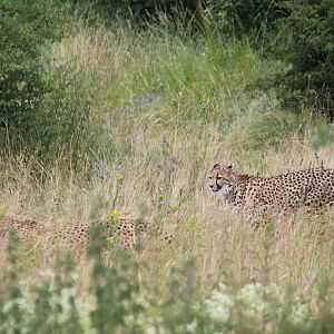 Africa - South African cheetah