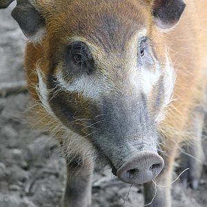 Africa - Red river hog