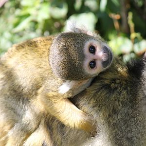 Abe?erne - Bolivian squirrel monkey