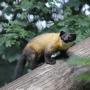 Asia - Northern yellow-throated marten