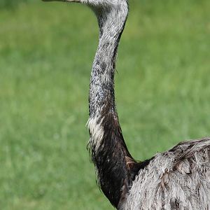 South-America - Greater rhea