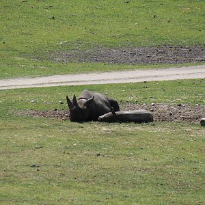 Africa - Eastern black rhino