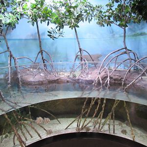 Atlantic Spadefish/Striped Burrfish Exhibit