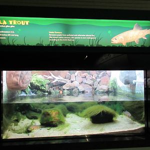 Gila Trout Exhibit