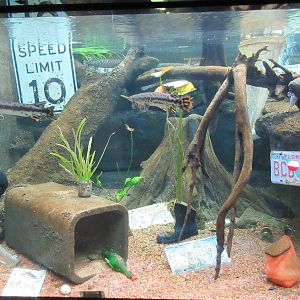 Trinity River Exhibit - lots of junk!