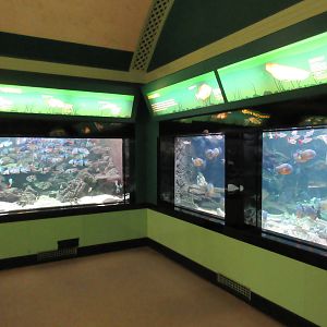 Assorted Freshwater Exhibits
