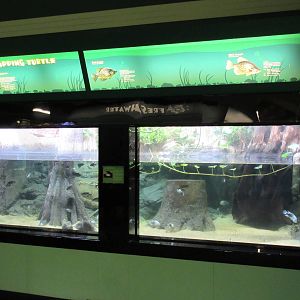 Alligator Snapping Turtle Exhibit