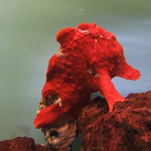 Frogfish