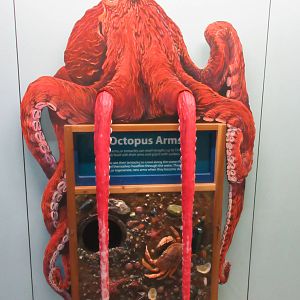 Octopus Arms!