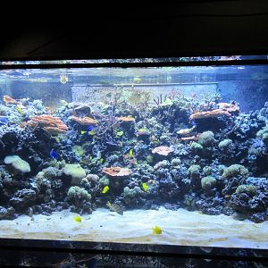 Indo-Pacific Reef Exhibit