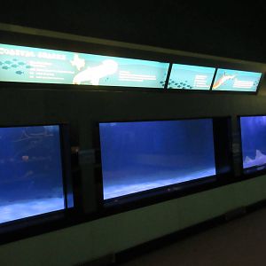 Coastal Sharks Exhibit