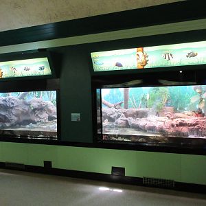 Coconut Crab + Rhinoceros Iguana Exhibit