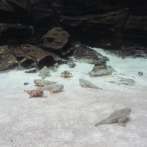 Walking Batfish Exhibit