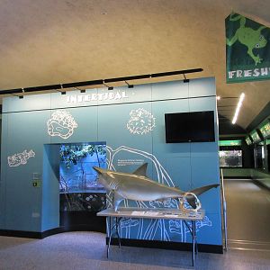 Entrance to Freshwater Zone + Bull Shark Model