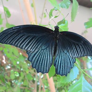 Butterfly House - Great Mormon?