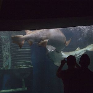 Fighting sand tiger sharks
