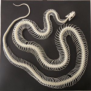 Kingsnake skeleton - top view