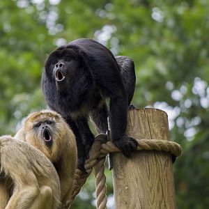 Black and gold howler monkeys