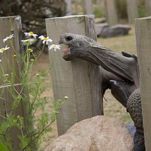 Galapagos giant tortoise