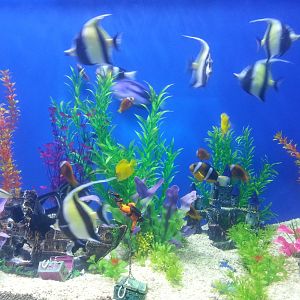 Yantai Whale Shark Aquarium