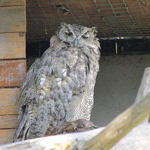 Canadian Eagle Owl - 19/07/15