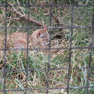 Asiatic Wildcat - 19/07/15