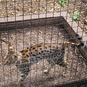 Savannah Cat - 19/07/15