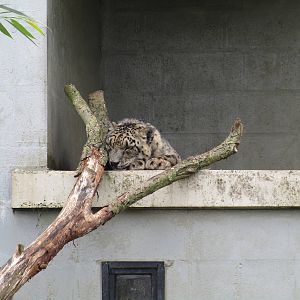 Snow Leopard - 19/07/15