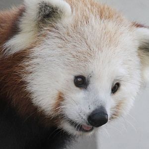 Red panda - Archie