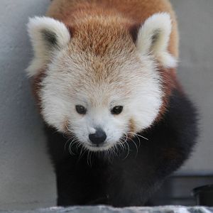 Red panda - Beatrix