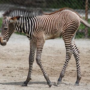 Grevy's zebra foal
