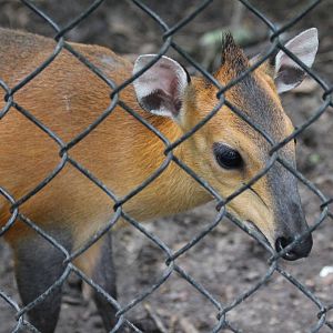 Red-flanked duiker in their new outdoor exhibit