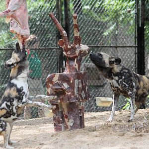 African painted dogs - Topaz (left) and Voltron