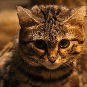 Black-footed cat - Butch