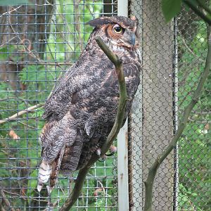 Great Horned Owl