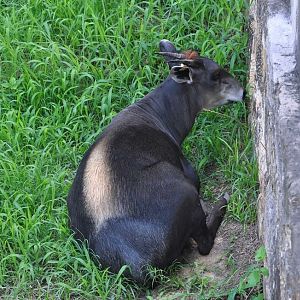 Yellow-backed Duiker